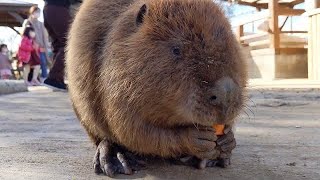 【トリアスふれあい動物園】えいたくんパパ、子供達のために頑張る。アメリカビーバー/Americanbeaver