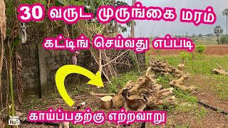 💚30 வருடமாக முருங்கை செய்கையில் அசத்தல் வருமானம்|Money Making Plants 🪴 In Tamil #ragu jeyaa