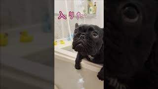 早く湯船に入りたい犬　#Shorts