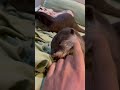 noisy otter chews finger otters cuteanimals shorts