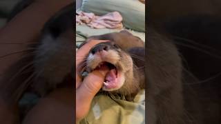 Noisy Otter Chews Finger #otters #cuteanimals #shorts