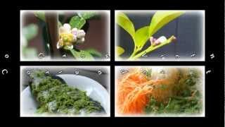 How to Grow Vietnamese Mint Coriander at Home