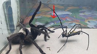 Big Spider vs Tarantula Spider - what will happen