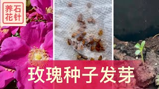 玫瑰种子育苗结果 - 总结心得 rosa rugosa seeding