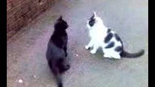 Black Cat VS Black and White Cat Part 1