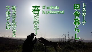 【春が来た！】トスカーナ田舎暮らし、愛犬を連れて春を感じる午後さんぽ！Una passeggiata con il mio cane Salvo!〈イタリアおさんぽ隊〉