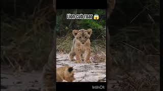 😱lion cub roar || cutest lion cub || lion cub #shorts #youtubeshorts #cute #lion #viralvideo #love