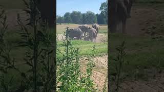 Elefanthygge i Knuthenborg safaripark