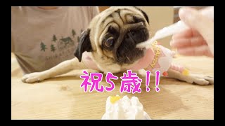 誕生日にテンション上がりすぎておかしくなるパグ犬ぷぅPug