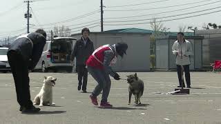 北海道犬協会　庄内支部展覧会　幼犬牝組　特良１席　美久　洞熊須貝