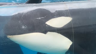 Makani and Nakai Interaction - 17 June 2019