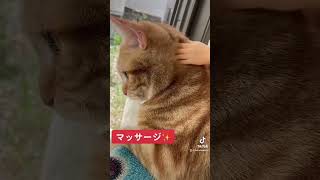 マッサージされる巨大猫!? #shorts