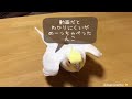 何をしゃべってるんだか オカメインコさくら