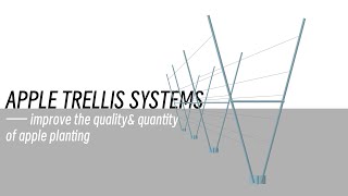 Apple trellis systems —— improve the quality and quantity of apple planting