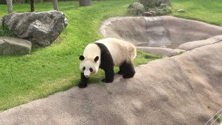 【アドベンチャーワールド🐼】飼育員さんの呼びかけ🐼 おいでーーー！！ 竹をもってきたよーーー！！ ゆいひーん！！！ #結浜