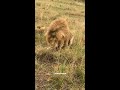 lion vomiting funny 🤮 haha