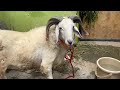 Bakri Eid sheep 2022