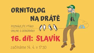 Ornitolog na drátě - 16. díl: Slavík