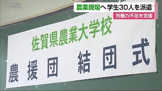 農業現場へ学生30人を派遣 労働力不足をうけ支援【佐賀県】 (20/07/30 11:43)