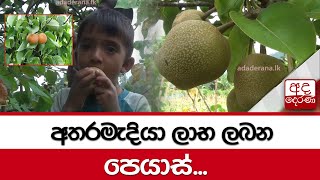 අතරමැදියා ලාභ ලබන පෙයාස්...