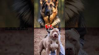 German shepherd VS Pitbull                     Doberman VS Dogo Argentina