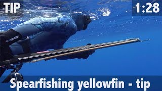 Spearfishing Yellowfin -  Tips for Beginners