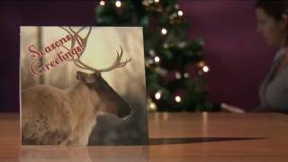 Holiday Cruelty: WSPA investigation exposes reindeer mistreatment