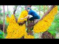 WOMEN Harvesting Forest Kumquat for to cook delicious dishes | Luyen Harvesting