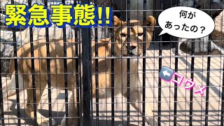 【徳山動物園】緊急事態でコウメ興奮しまくり🦁💦（5月14日）#ライオン#リントコウメ