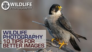 WILDLIFE PHOTOGRAPHY | 10 secret TIPS for better images By Giuseppe Gessa