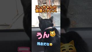 【お喋り猫】首振りダンスと「うん」と言うお返事がヤバいくらい可愛いよ❤️ #しゃべる猫 #首振りダンス #オトナブルー