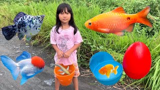 Menemukan Ikan Hias Dalam Telur Ikan Koi, Koki, Molly, Cupang, Glofish, Manfish, Kura kura, Lobster