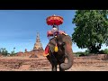 อยุธยาขี่ช้างลงน้ำelephant camp ayutthaya riding in the water ปางช้างอโยธยา