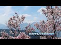 高遠城址公園の桜満開2022（the cherry blossoms in takato castle ruins park are in full bloom）