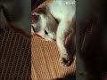 কুমিল্লার মেয়ে😍😍😍😍 vairalshort vairalvideo vairal_tiktok_trending love catlover cute 😍😍💞