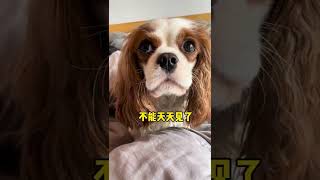 【三娘family】好久没更新了，正在搬家。老五一听见不到毛毛了，哭了一天了