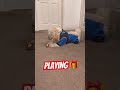 #shortsvideo #pop #song #music #dog #highlights #followme #shihtzupuppies #dogplaying