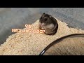 hamster plate treadmill