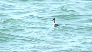 [4K] ハジロカイツブリ（1）冬羽と夏羽（茨城県・利根川河口付近） - Eared Grebe / Black-necked Grebe - Wild Bird - 野鳥 動画図鑑