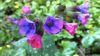 Lungwort (Pulmonaria officinalis) / Our Lady's milk drops - 2014-04-05