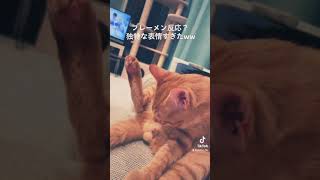 フレーメン反応が独特すぎた#vlog #猫 #茶トラ #shorts