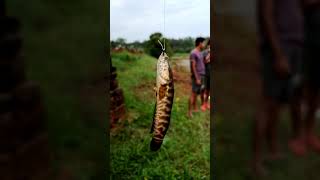 നാടൻ വരാൽ | Snakehead fish | Fishing Short