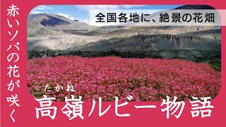 ヒマラヤ生まれの奇跡！赤いソバの花「高嶺ルビー」物語【フォトコンテスト開催中】