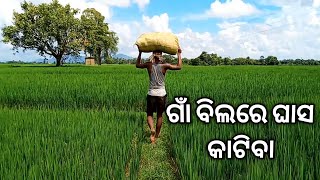 ଗାଁ ବିଲରେ ଘାସ କାଟିବା  II Cutting grass in the village crop field ll Daily work in village#village