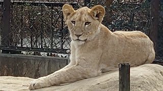 2025.2.11 徳島動物園　サッシュちゃん