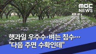 햇과일 우수수·벼는 침수…\