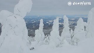 アイスモンスター見頃　森吉山の樹氷