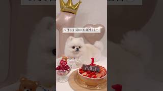 愛犬のお誕生日を全力をお祝いする飼い主　#shortvideo #ポメラニアン #かわいい #shorts #誕生日#happybirthday