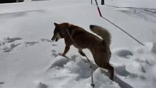 四国犬　雪を満喫♪