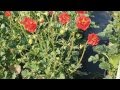 Best Perennials - Geum 'Blazing Sunset' (Avens)